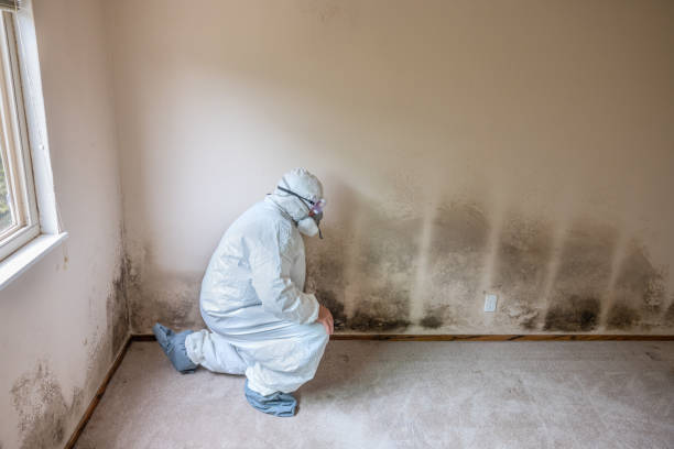 Best Attic Mold Removal  in USA